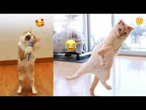 Funny Cats Videos: Watch This Most Hilarious And Emotional Moment Of These Cats